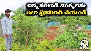 Thumbnail: హైడెన్సిటీ మామిడిలో చిన్న మొక్కల  ప్రూనింగ్ || High Density Mango Pruning Guide || Karshaka Mitra