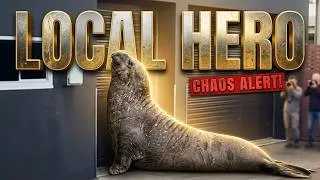 Thumbnail: Meet Neil the Seal | Tasmania's Most Famous Wildlife Celebrity