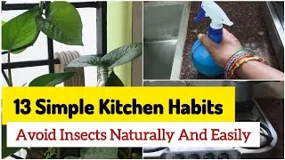 Thumbnail: Keep Your Kitchen 100% Insect-Free 🧼Simple Daily Habits #cleankitchen #kitchen #insects #kitchentips