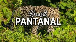 Thumbnail: Searching for Jaguars in Brasil's Pantanal