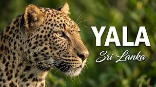 Thumbnail: Yala National Park Safari Sri Lanka, Amazing Leopard Sighting