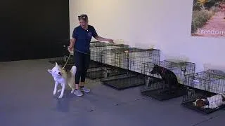 Thumbnail: Setting The Stage And Drawing Boundaries With An Intense Dog-Trexler-2 year old Husky