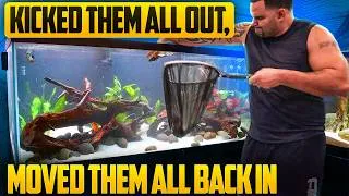 Thumbnail: Full Discus Tank Renovation | New Substrate, New Plants, Better Results