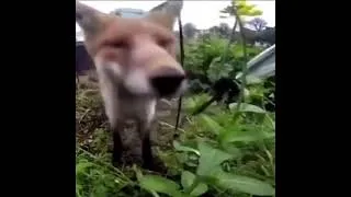 Thumbnail: Funny video i got sent (do not comment let the bots expose themselves)