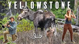 Thumbnail: Spring Wildlife in Yellowstone (so many babies!)