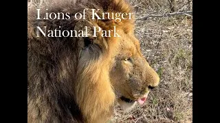 Thumbnail: Up Close with Lions at Kruger National Park | 4K Safari Encounter
