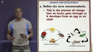 Thumbnail: Final Part 4; Metamorphosis, Germinations and More; Growth and Development Revision