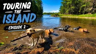 Thumbnail: Can 5 Labradors Explore an Entire Island? 🐾 | Episode 2