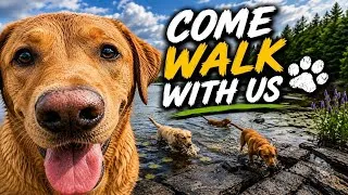 Thumbnail: Come Walk With Us | Exploring the Island with My Labradors Episode 1. 