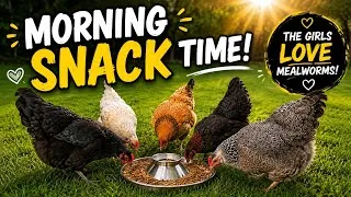 Thumbnail: Morning Snack Time! The Girls LOVE Their Mealworms