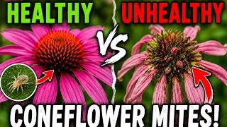 Thumbnail: Coneflower Mites: How to Spot Them Early & Save Your Echinacea