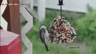 Thumbnail: Bird watching in Vermont 7 12 26