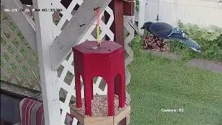 Thumbnail: Bird watching in Vermont 7 11 26