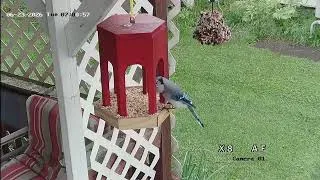 Thumbnail: Bird Watching in Vermont 7 10 26