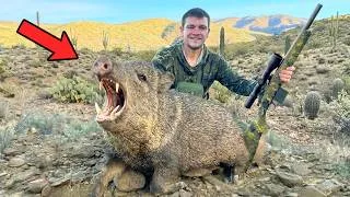 Thumbnail: I Hunted Aoudad Sheep and Javelina on the Mexican Border!