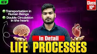 Thumbnail: Transportation in Humans & Double Circulation❤️Explained |Life Processes Part-8 |Class 10 Biology 💯