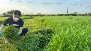 Thumbnail: Free Organic Duck Feed for High Egg Production: Zero-Cost Duck Farming!
