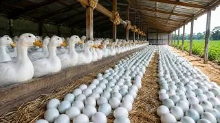 Thumbnail: A Peaceful Day on the Farm: Feeding Free-Range Chickens & Harvesting Fresh Eggs