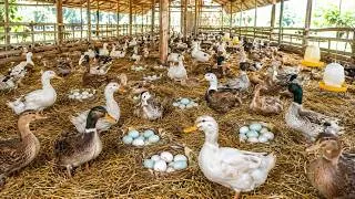 Thumbnail: From Natural Feed to Fresh Egg Harvest: A Peaceful Day on Our Farm | Ken Farm