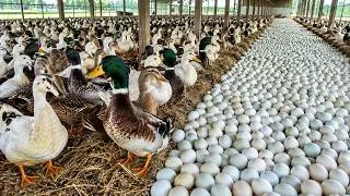 Thumbnail: How Chickens Lay Eggs on a Countryside Farm: Standard Care Process | Ken Farm
