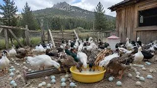 Thumbnail: Finding Hidden Eggs! Free-Range Egg Collection & Daily Countryside Routine