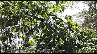 Thumbnail: Baboons fighting funny 🤣#shorts #funny #subscribe