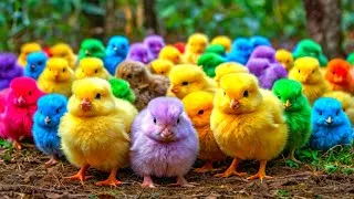 Thumbnail: World Cute Chickens, Colorful Chickens, Rainbows Chickens, Cute Ducks, Cat, Rabbit, Cute Animals