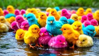 Thumbnail: Colorful Chickens, World Cute Chickens, Rainbows Chickens, Cute Ducks, Cat, Rabbit, Cute Animals