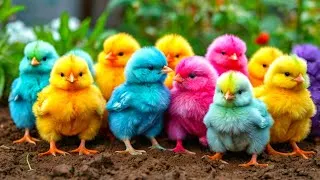 Thumbnail: World Cute Chickens, Colorful Chickens, Rainbows Chickens, Cute Ducks, Cat, Rabbit, Cute Animals