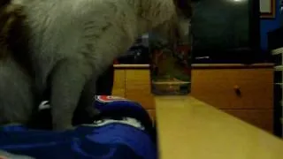 Thumbnail: Kitty Drink