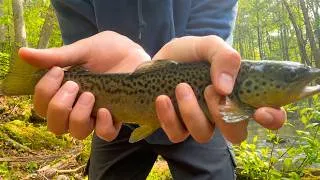 Thumbnail: Catch & Cook Lemon Garlic Trout