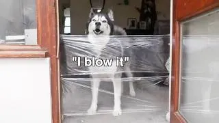 Thumbnail: Husky Will Huff & Puff & Blow Your Wall Down!