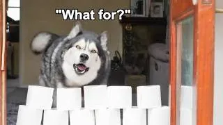 Thumbnail: Husky Doing Exact Opposite of What's He's Asked & Grinning about it!