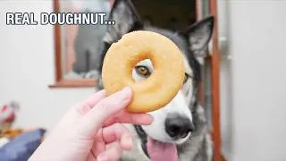 Thumbnail: My Husky Beat These Viral Challenges Like A Boss!