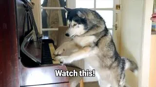 Thumbnail: The Fastest Thing I've Taught My Husky! He Just Loves To Make Noise!