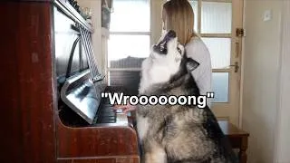 Thumbnail: Teaching My Husky To Do Random Things...