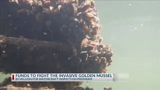 Thumbnail: Rep. Vince fong explains $5M federal fund to fight golden mussel