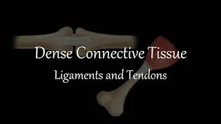 Thumbnail: Dense Connective Tissues - Ligament and Tendon | Animal Tissues | Class 9 | Life Science