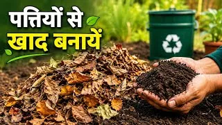 Thumbnail: पत्तियों की खाद घर पर कैसे बनायें ( leaves compost)! Organic vegetables harvesting 