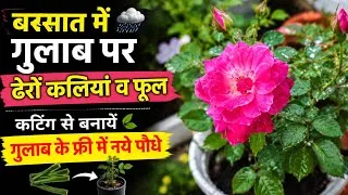 Thumbnail: बरसात में गुलाब पर आयीं ढेरों कलियां खिले फूल ! गुलाब की कटिंग कैसे लगायें ! Rose plant 
