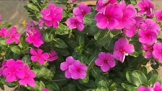 Thumbnail: ये 3 काम करने से...गर्मियों में पौधे फूलों से भरे रहेंगे summer ☀️ plants care & fertilizer 
