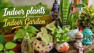 Thumbnail: Indoor plants 🪴 Indoor Garden Tour 🌱 घर के अंदर लगायें ये पौधे