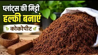 Thumbnail: Cocopeat ! कोकोपीट का पौधों में use करने के फयदे 
