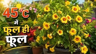Thumbnail: तपती गर्मी में भी भरभर के फूल देगा ये पौधा...soil,fertilizer full care tips