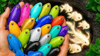 Thumbnail: Catching the Most Colorful Tiny Fish Ever! Axolotl, Catfish, Frog, Turtle, Betta Fish, Shrimp, Crab