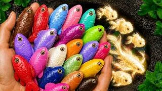 Thumbnail: Catching the Most Colorful Tiny Fish Ever! Guppies, Shrimp, Crab, Betta Fish, Angel fish, Axolotl