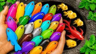 Thumbnail: Catching the Most Colorful Tiny Fish Ever! Guppies, Koifish, Shrimp, Crab, Axolotl, Catfish, Pacman