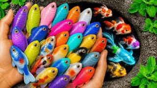 Thumbnail: Catching the Most Colorful Tiny Fish Ever! Guppies, Koifish, Frog, Turtle, Betta Fish, Axolotl,...