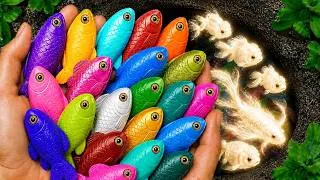 Thumbnail: Catching the Most Colorful Tiny Fish Ever! Axolotl, Koifish, Frog, Turtle, Betta Fish, Shrimp, Crab