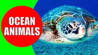 Thumbnail: Learn 20 Amazing OCEAN ANIMALS for Kids - Fun & Interesting Facts for Toddlers & Kindergarten